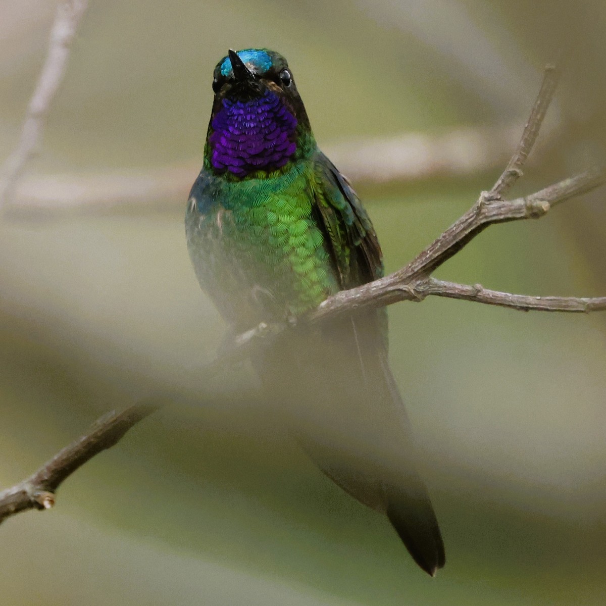 Purple-throated Sunangel - ML611028197