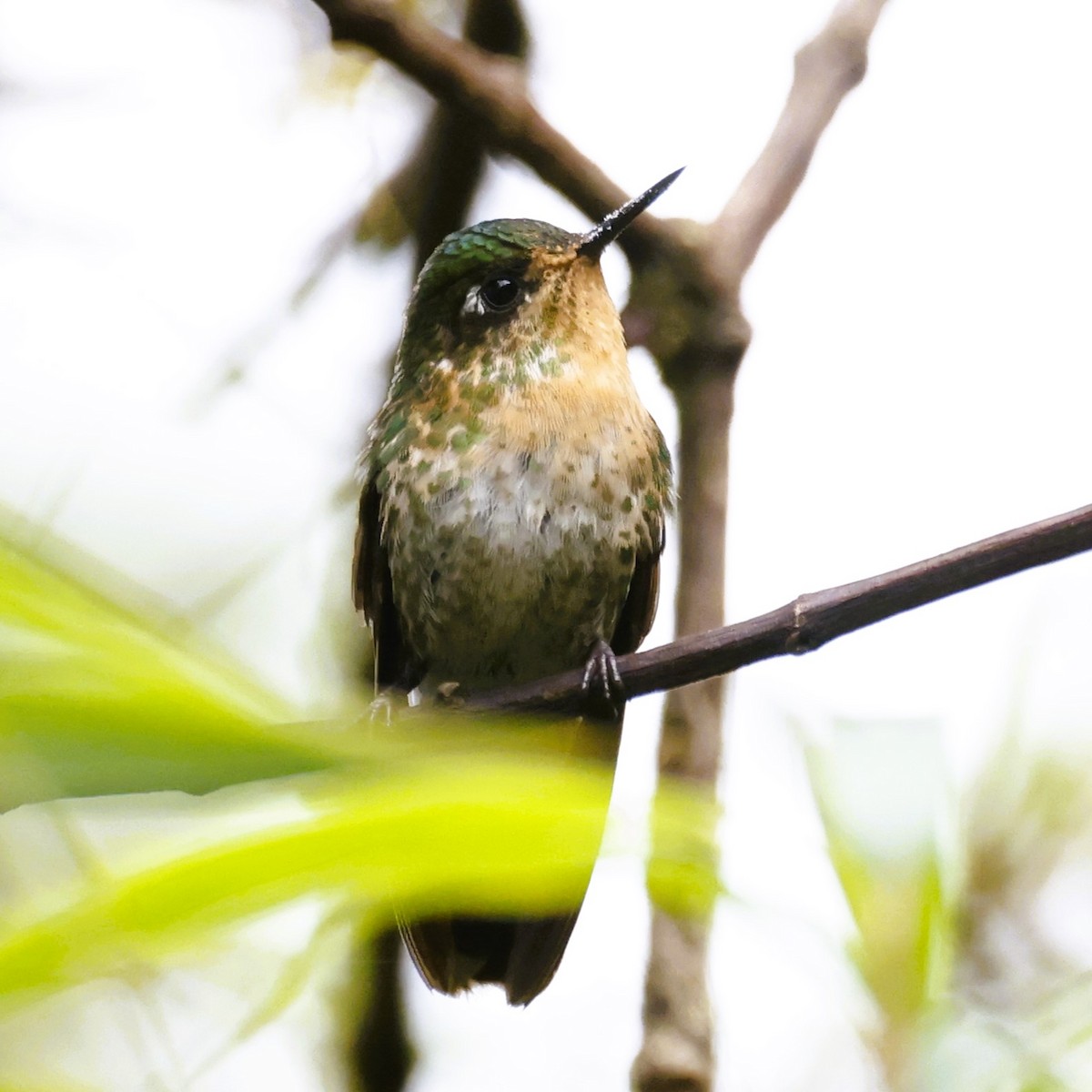kolibřík dřišťálový - ML611028315