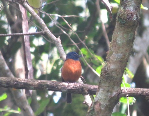 Sulawesi Blue Flycatcher - ML611028482
