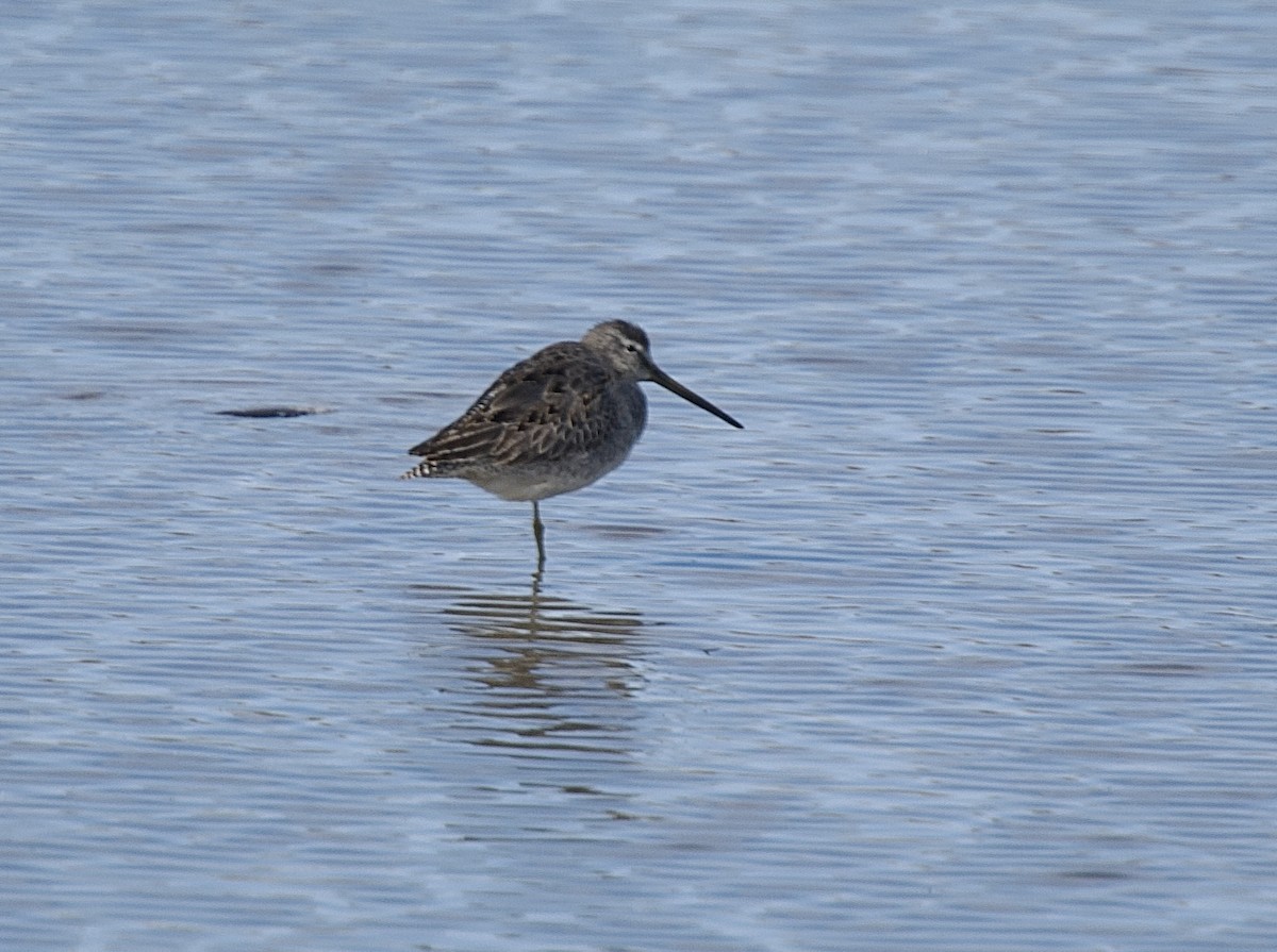 langnebbekkasinsnipe - ML611028487