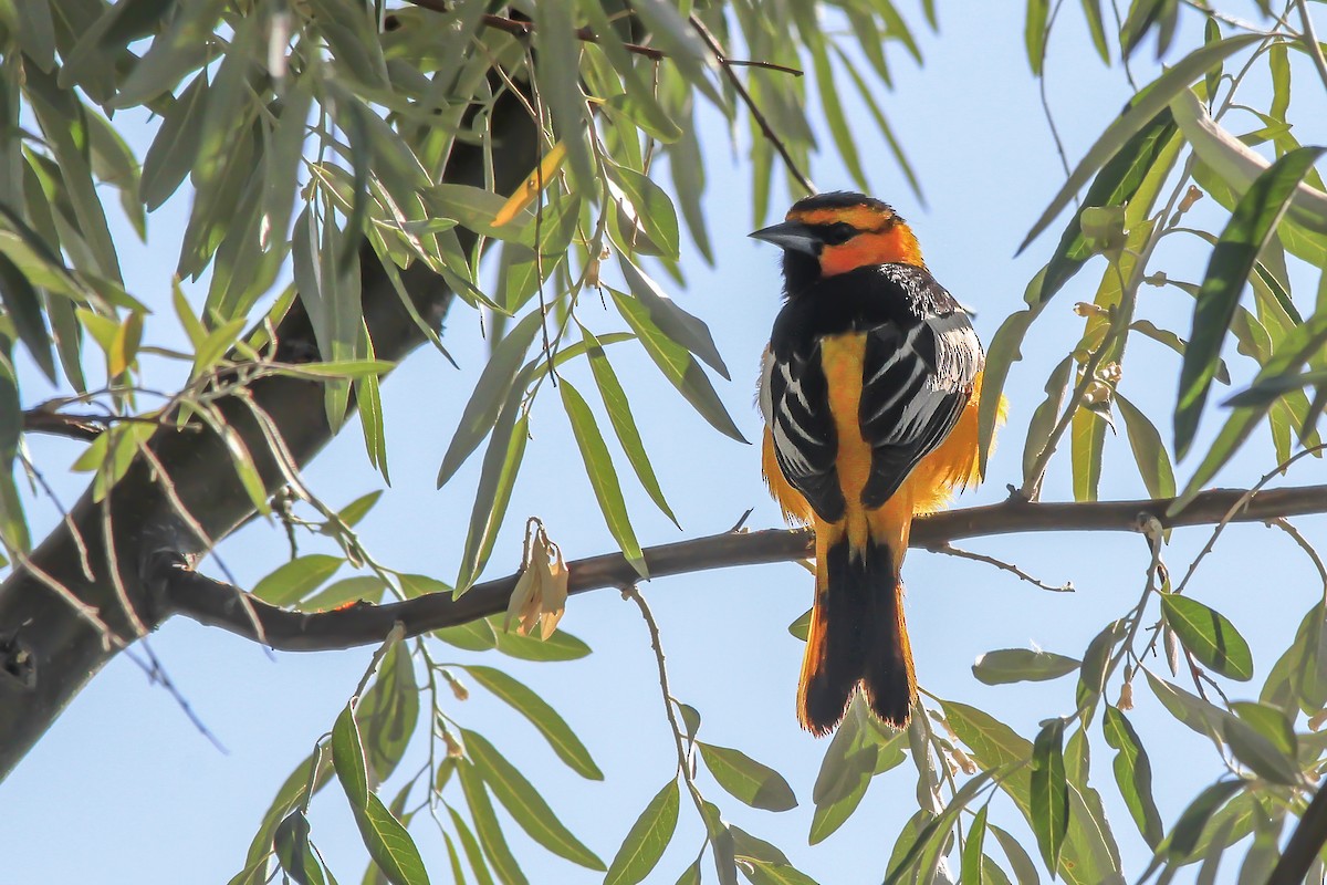 Bullock's Oriole - Matthew Pendleton