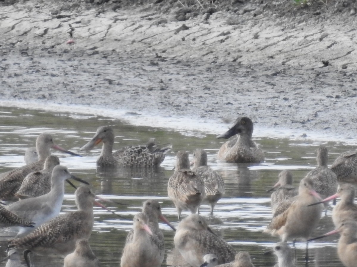 Northern Shoveler - ML611028637