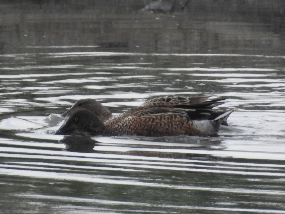 Northern Shoveler - ML611028638