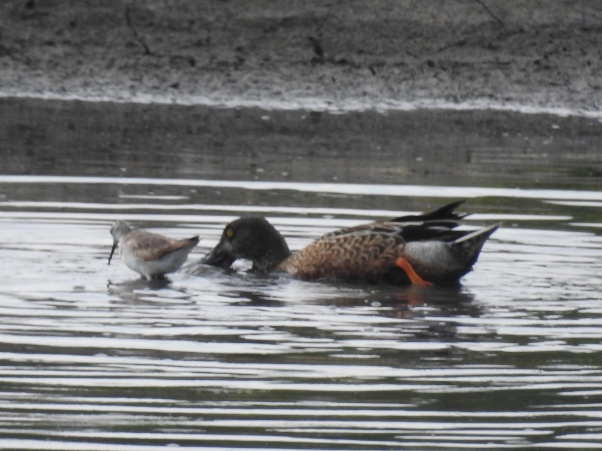 Northern Shoveler - ML611028639