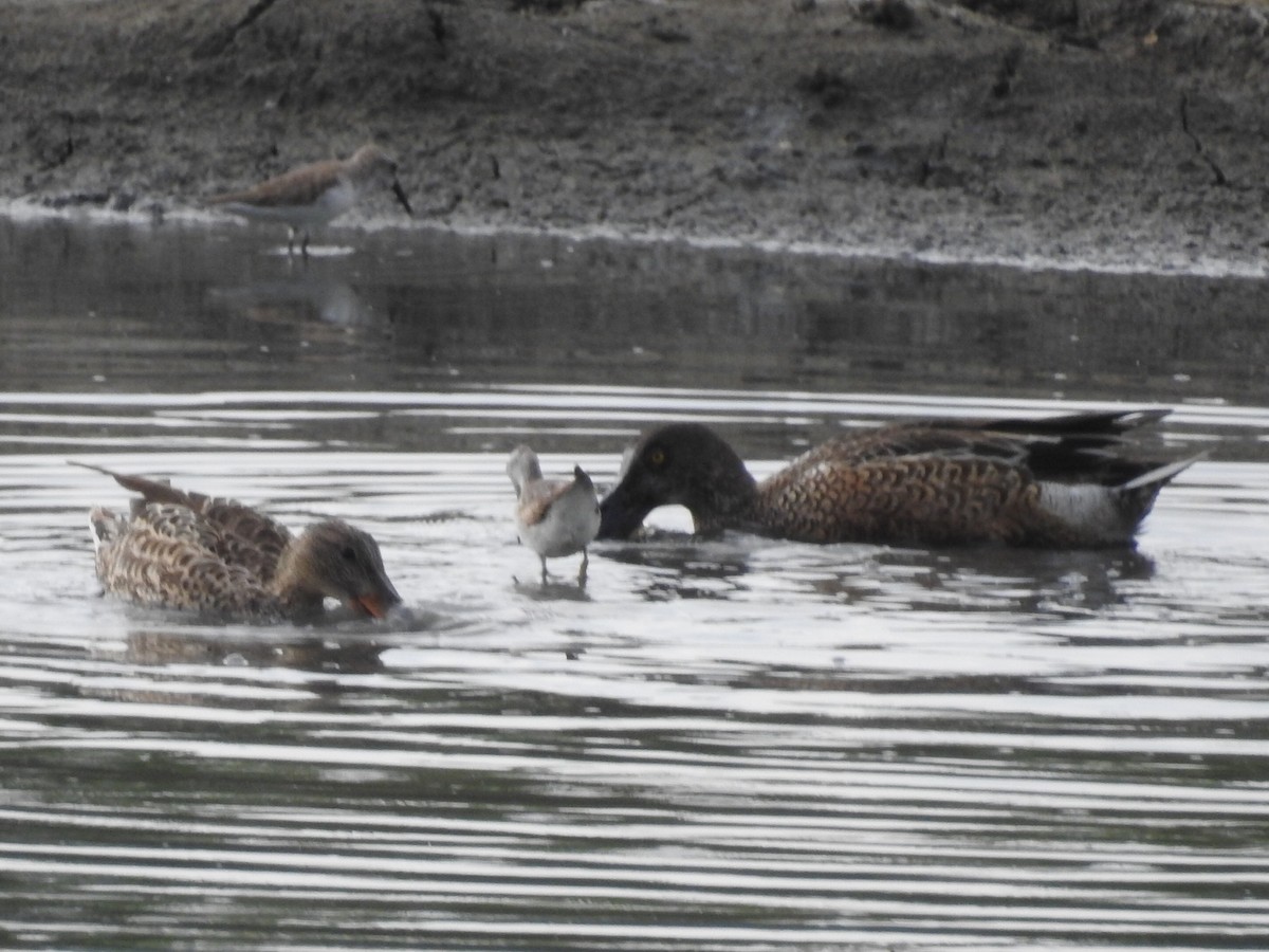 Northern Shoveler - ML611028640