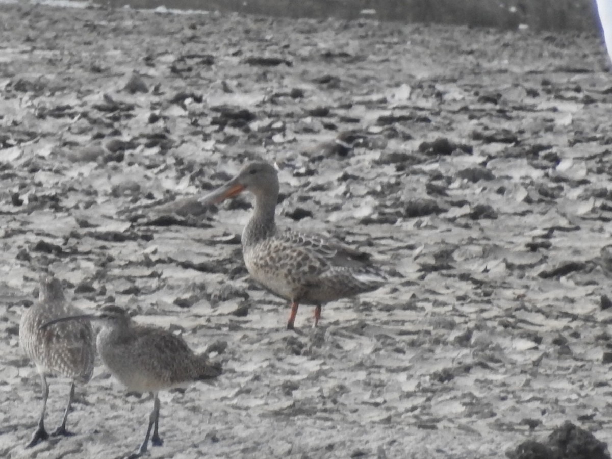 Northern Shoveler - ML611028641