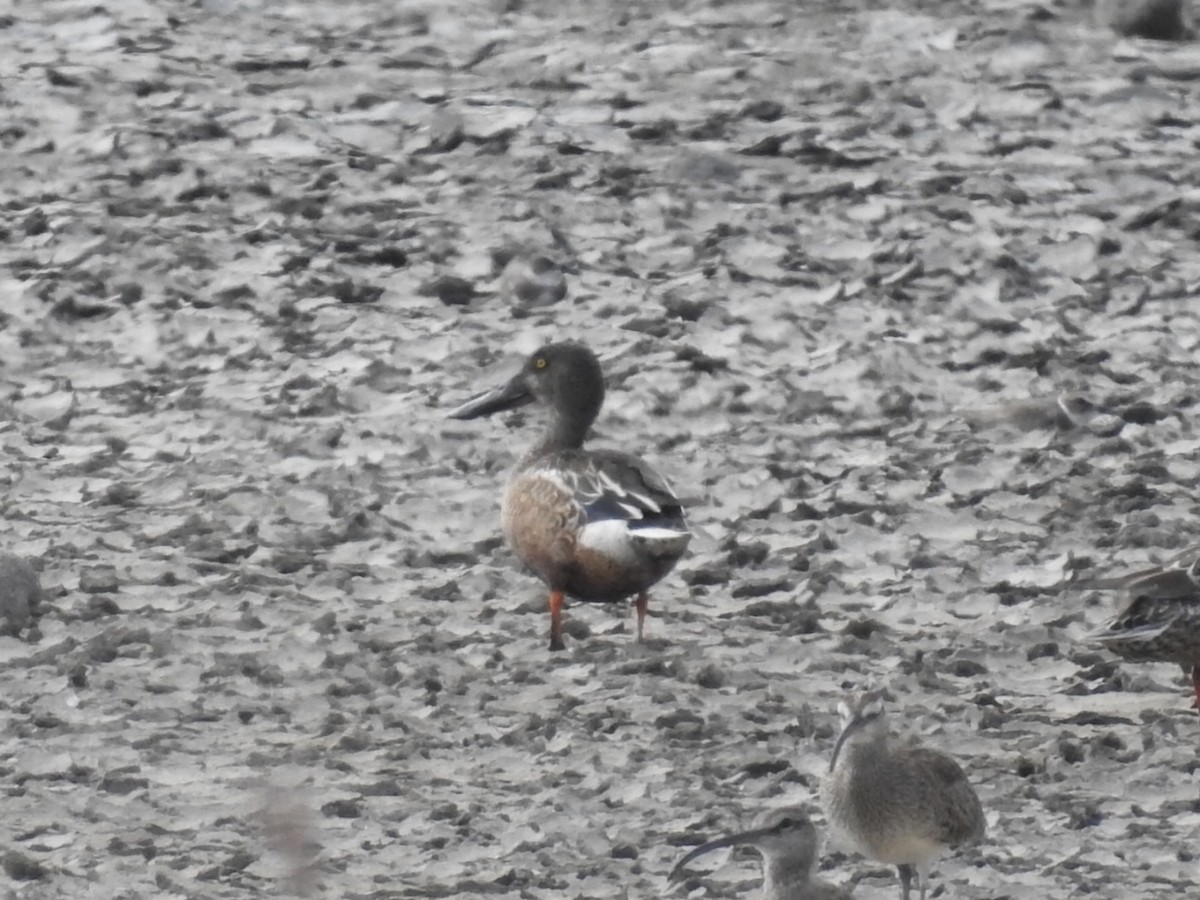 Northern Shoveler - ML611028642