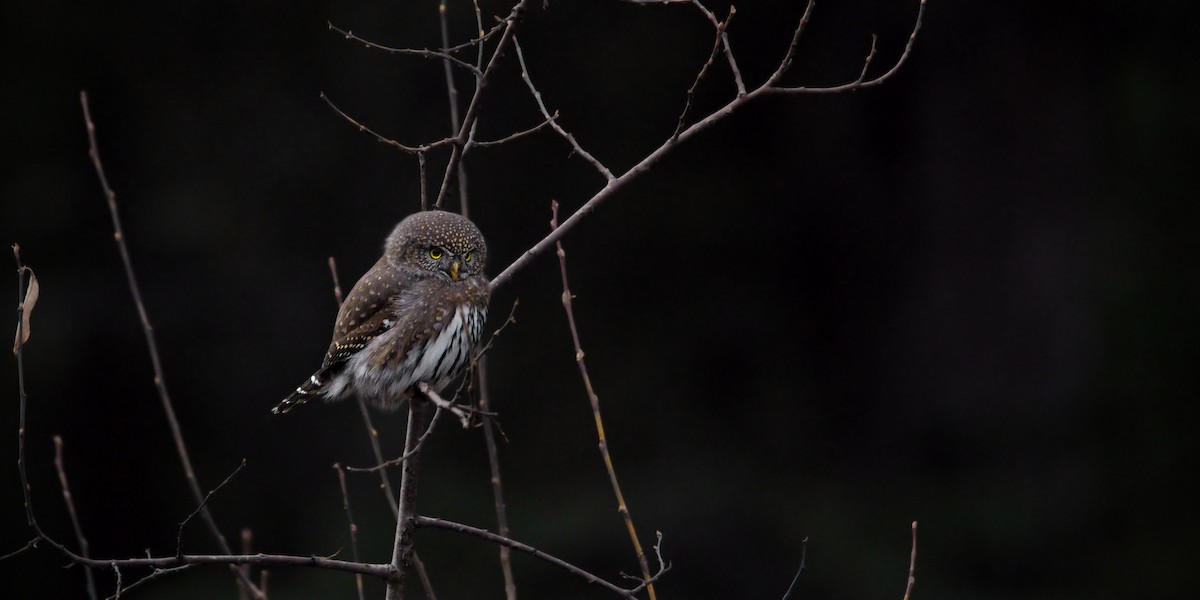 Northern Pygmy-Owl - Serge Wolf