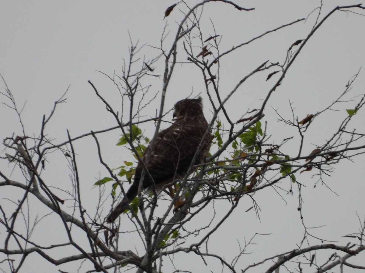 Roadside Hawk - Jennifer Morrow