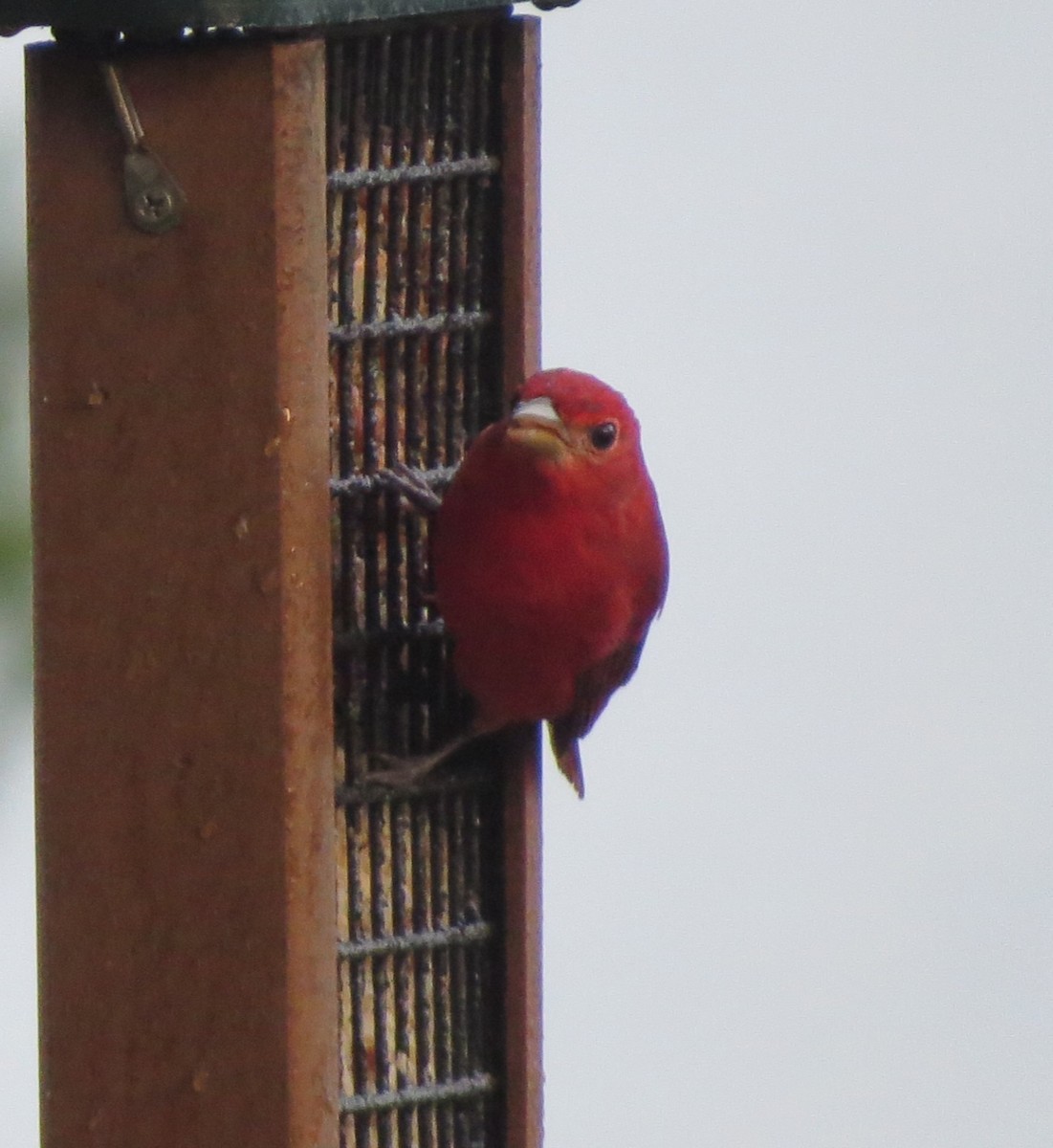 Summer Tanager - James Bradley