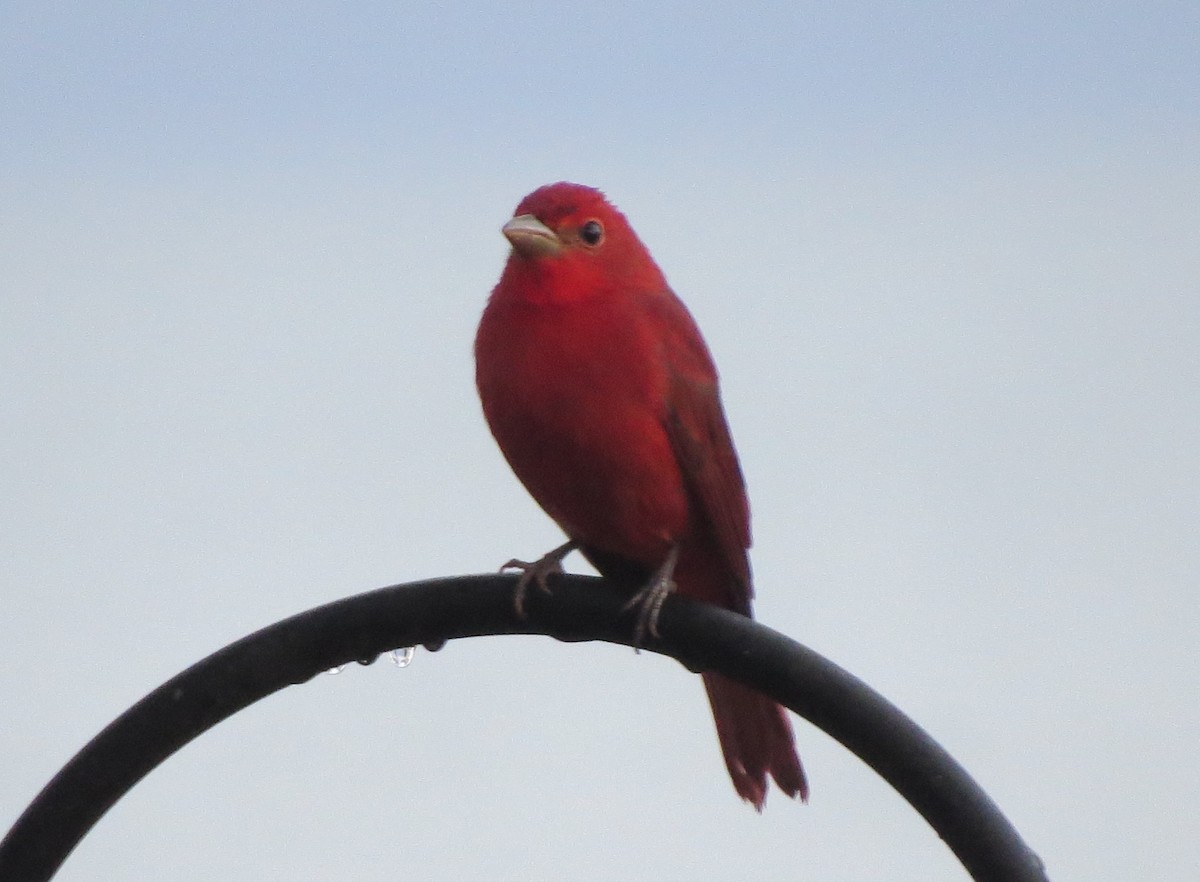 Summer Tanager - James Bradley