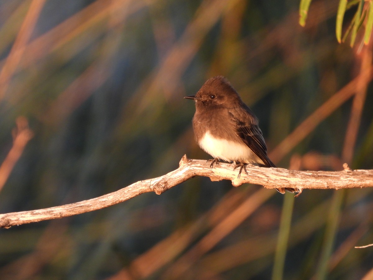 Black Phoebe - ML611028836