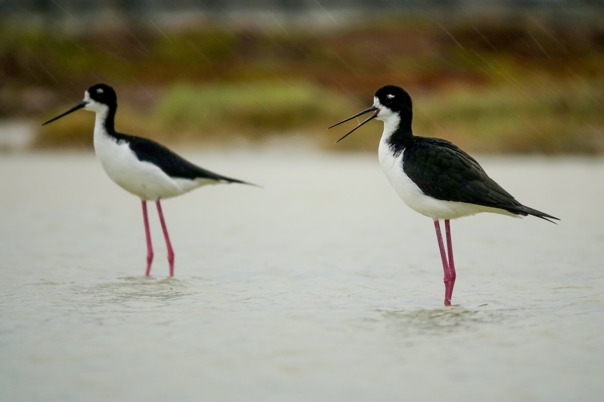 Black-necked Stilt - Andy Liu