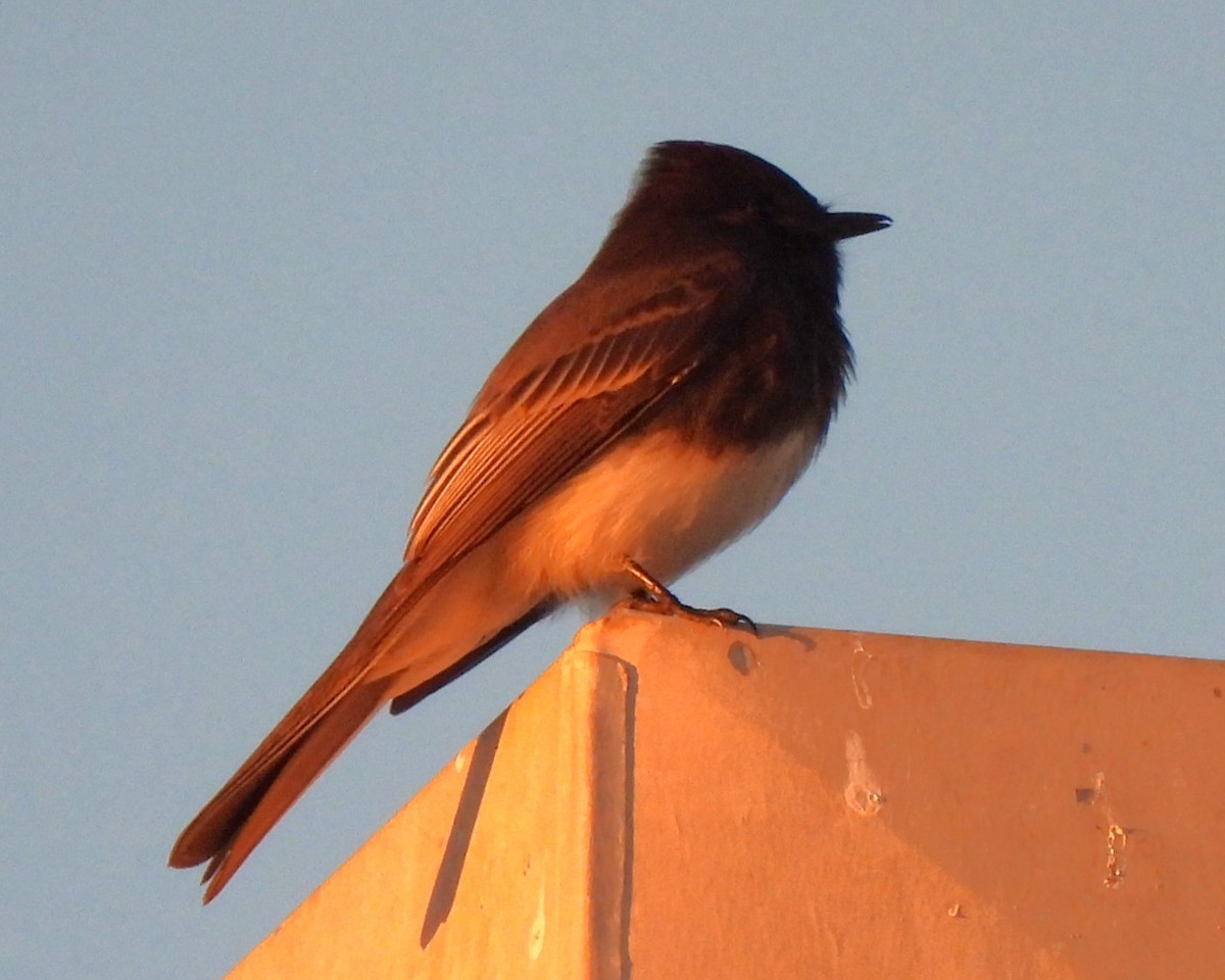 Black Phoebe - ML611028866