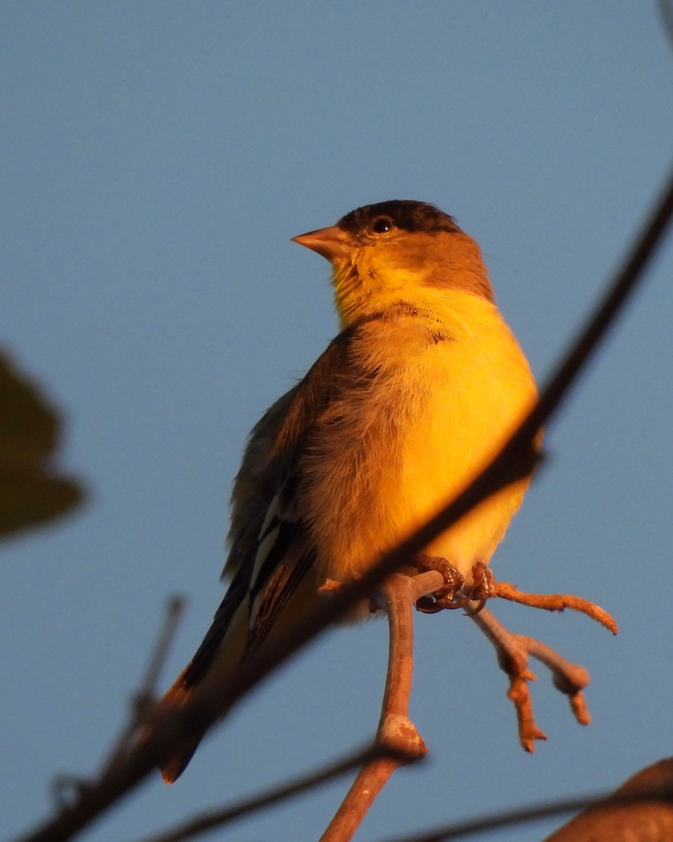 Lesser Goldfinch - ML611028875
