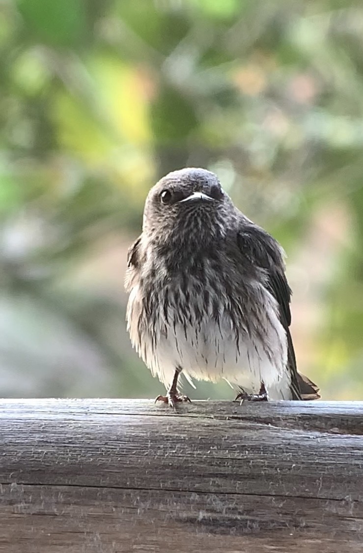 Golondrina de las Mascareñas - ML611028884