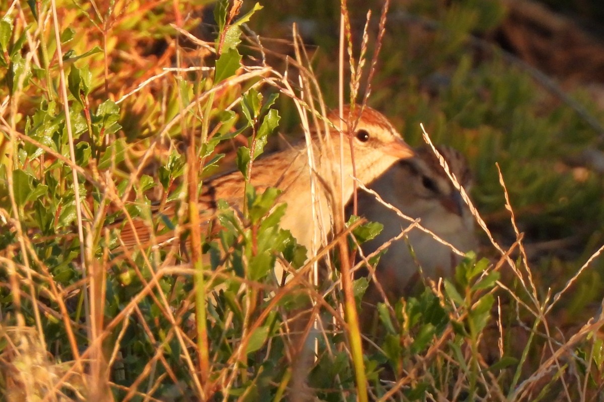 Chipping Sparrow - ML611028893