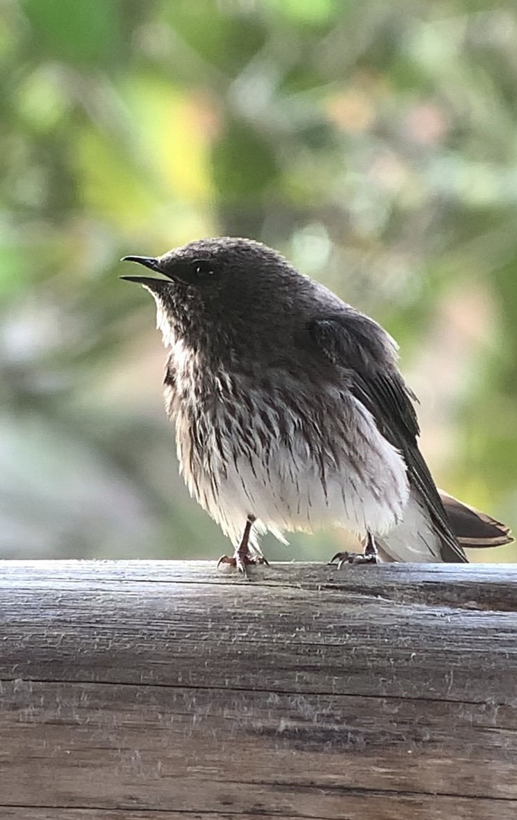 Golondrina de las Mascareñas - ML611028903