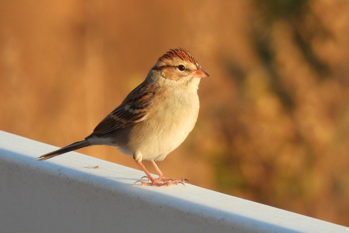 Chipping Sparrow - ML611028908