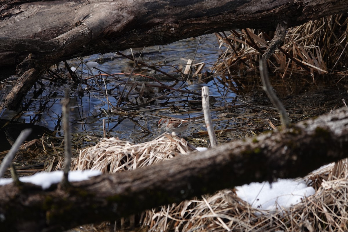 American Tree Sparrow - ML611028913