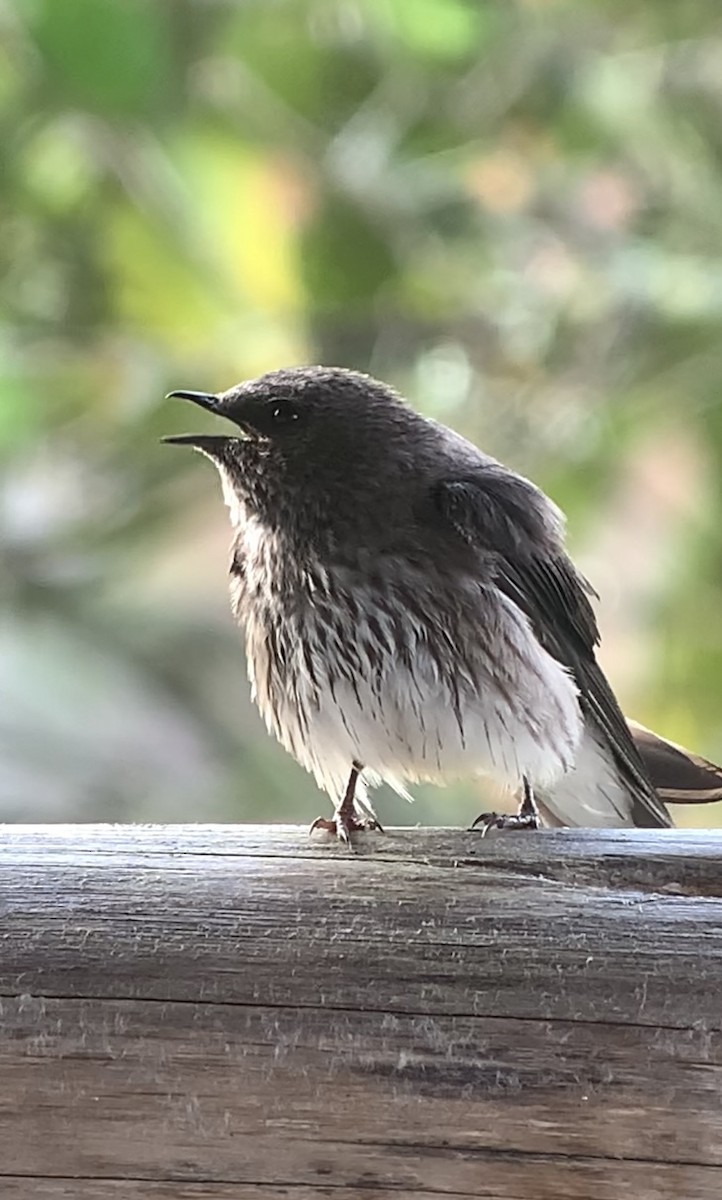 Golondrina de las Mascareñas - ML611028916