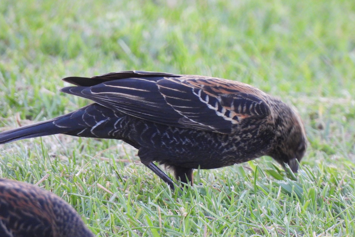 Red-winged Blackbird - ML611028918