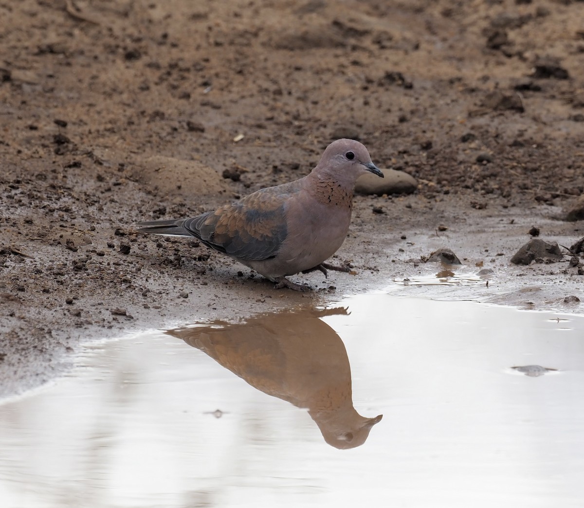 Laughing Dove - Yve Morrell