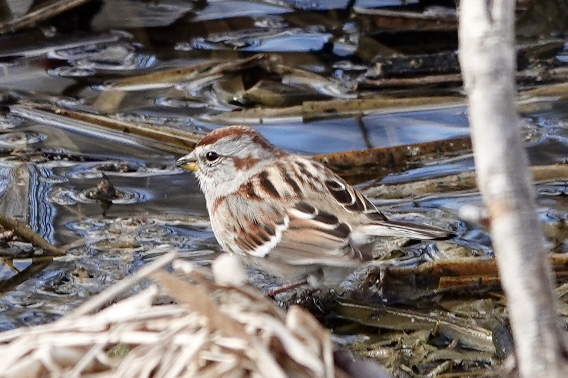American Tree Sparrow - ML611028923
