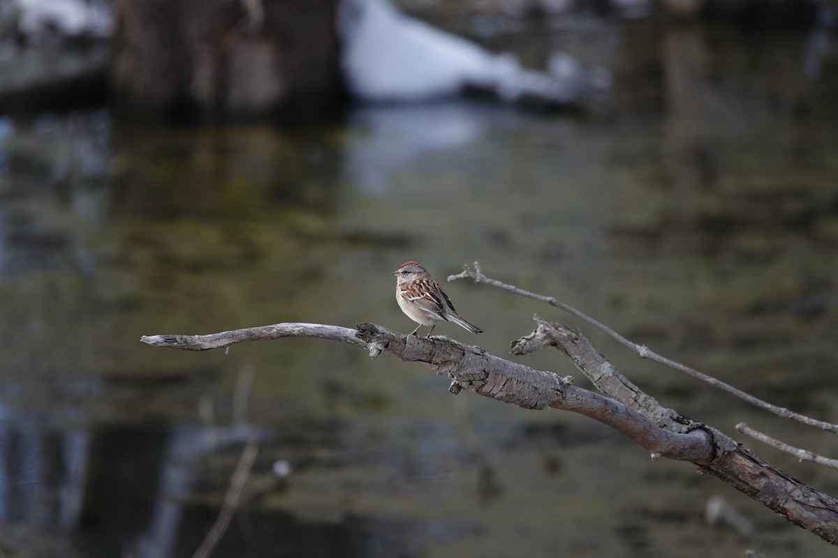American Tree Sparrow - ML611028933