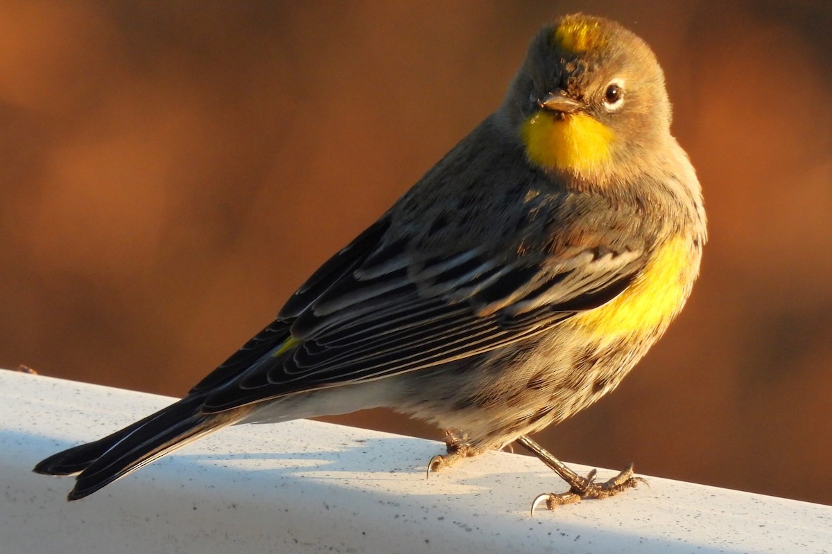 Yellow-rumped Warbler - ML611028936