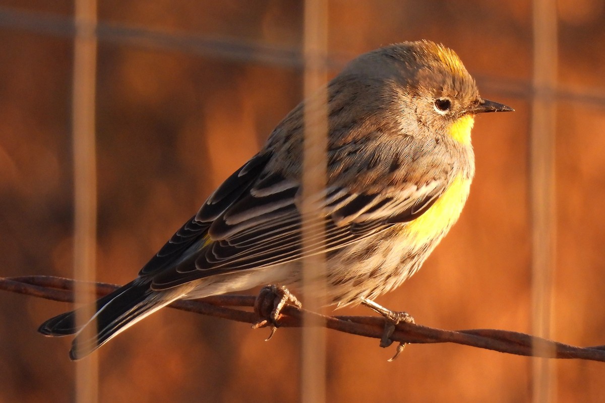 Yellow-rumped Warbler - ML611028949