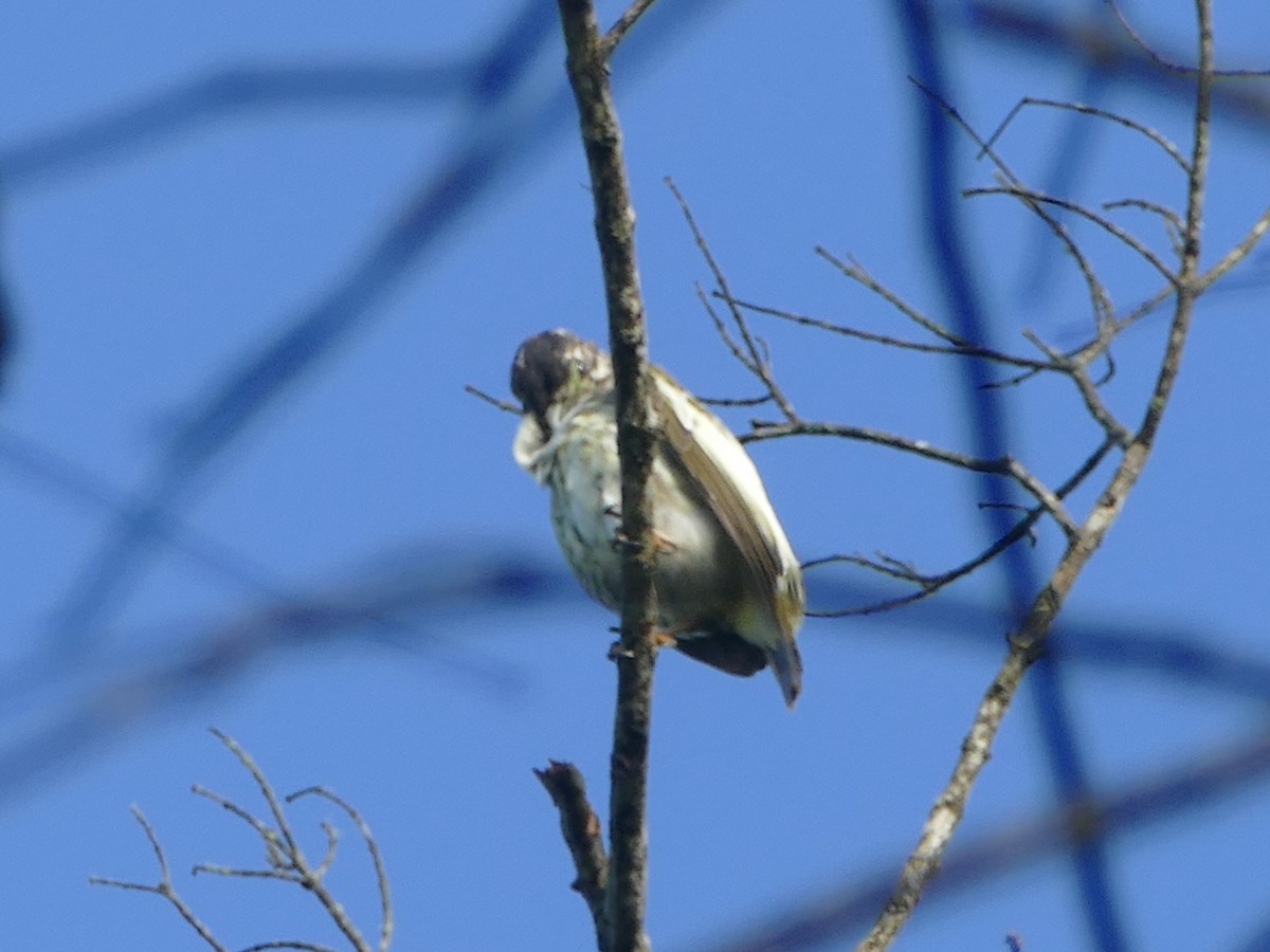 Bare-throated Bellbird - ML611028958