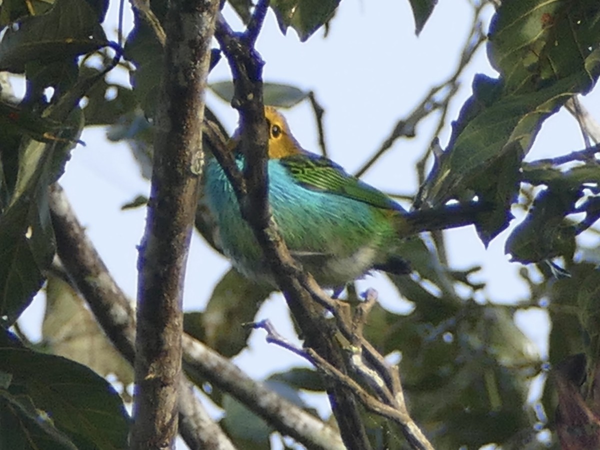 Gilt-edged Tanager - ML611028961