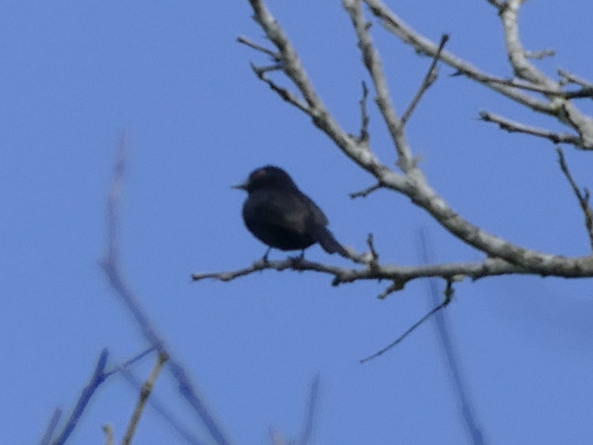 Blue-billed Black-Tyrant - ML611028965