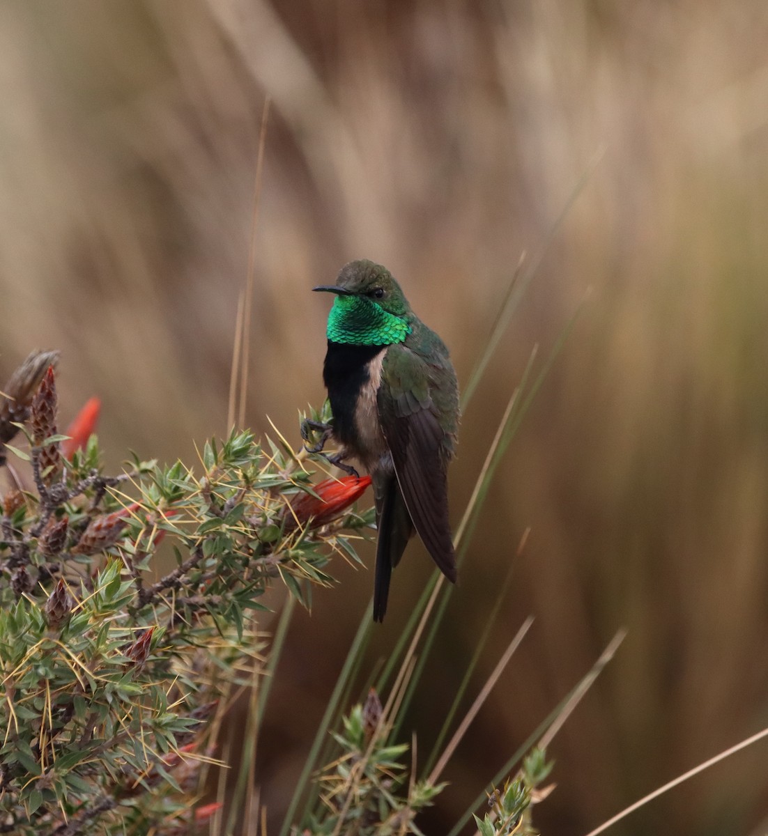 Colibrí Pechinegro - ML611028984