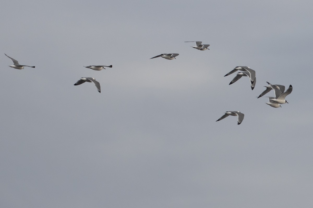 Franklin's Gull - ML611028989