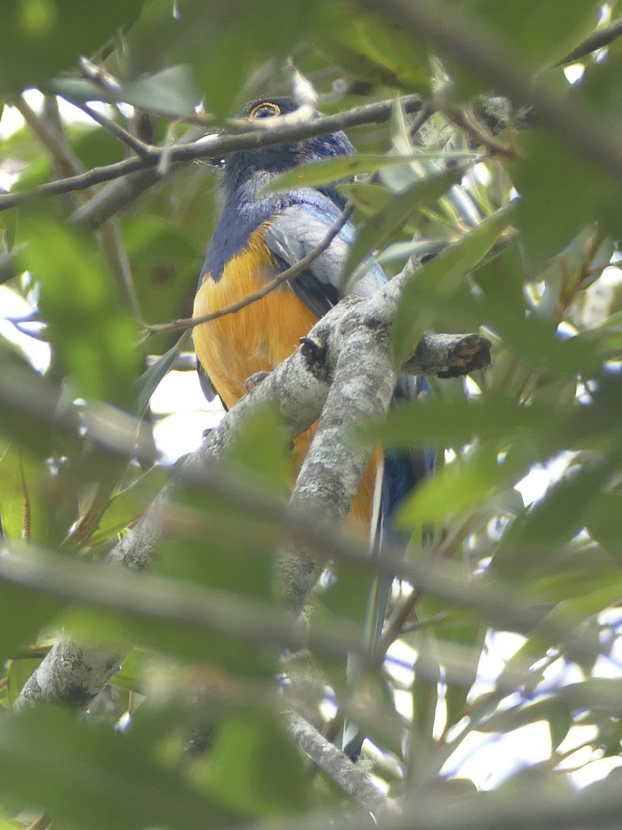 Surucua Trogon - ML611029017