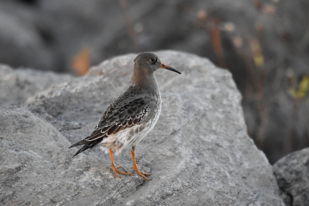 Purple Sandpiper - ML611029073