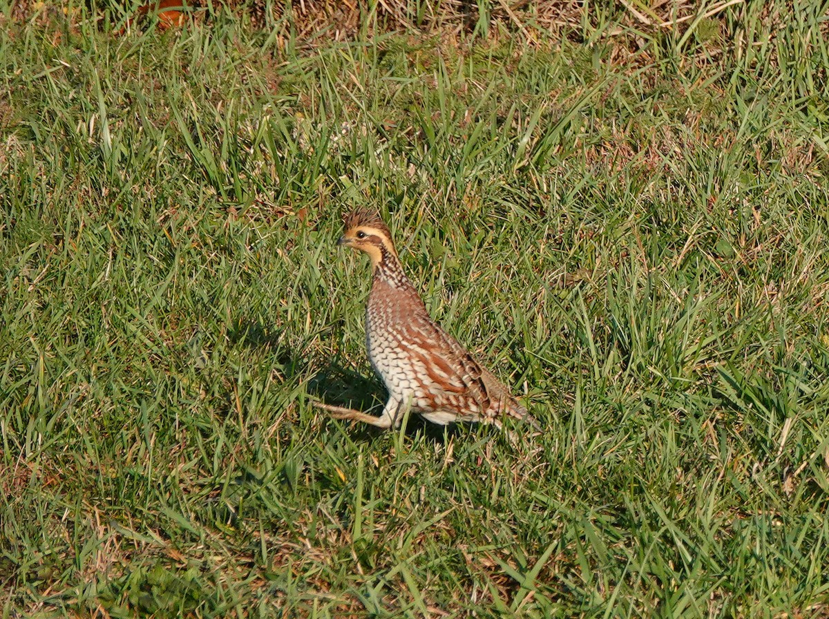 Northern Bobwhite - ML611029104