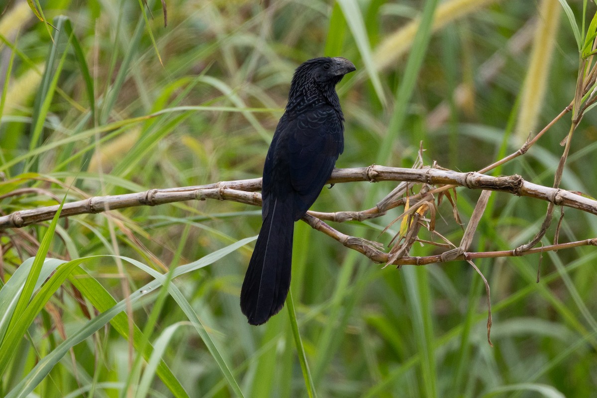 Groove-billed Ani - ML611029288