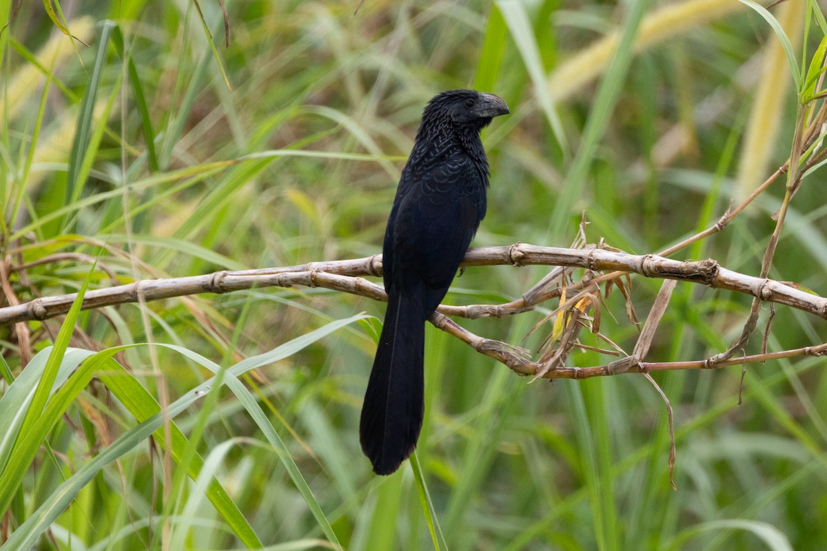 Groove-billed Ani - ML611029290