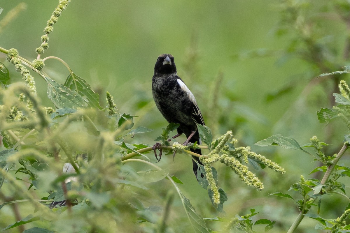 Bobolink - ML611029315