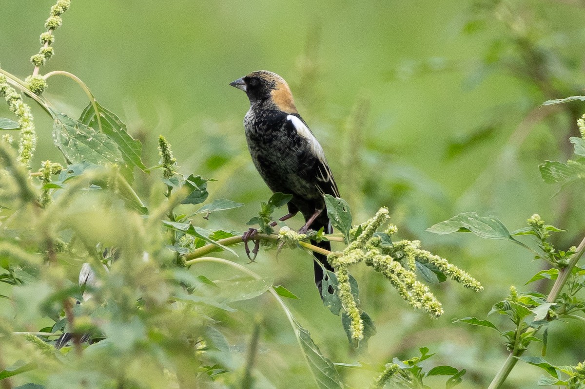 Bobolink - ML611029316