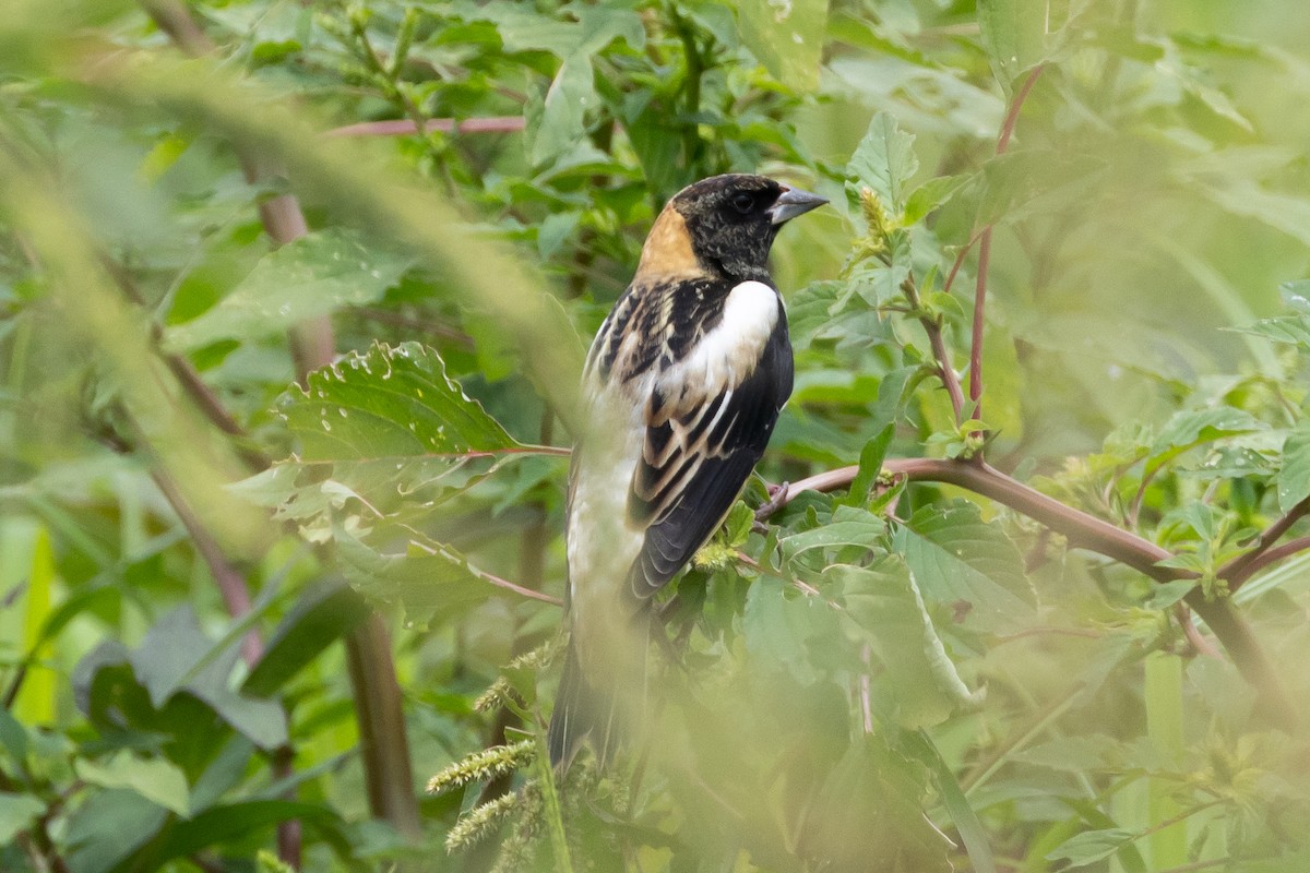 Bobolink - ML611029319