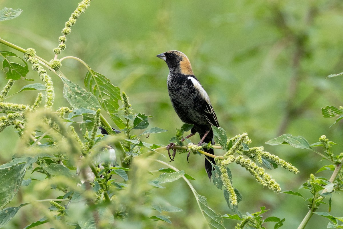 Bobolink - ML611029321