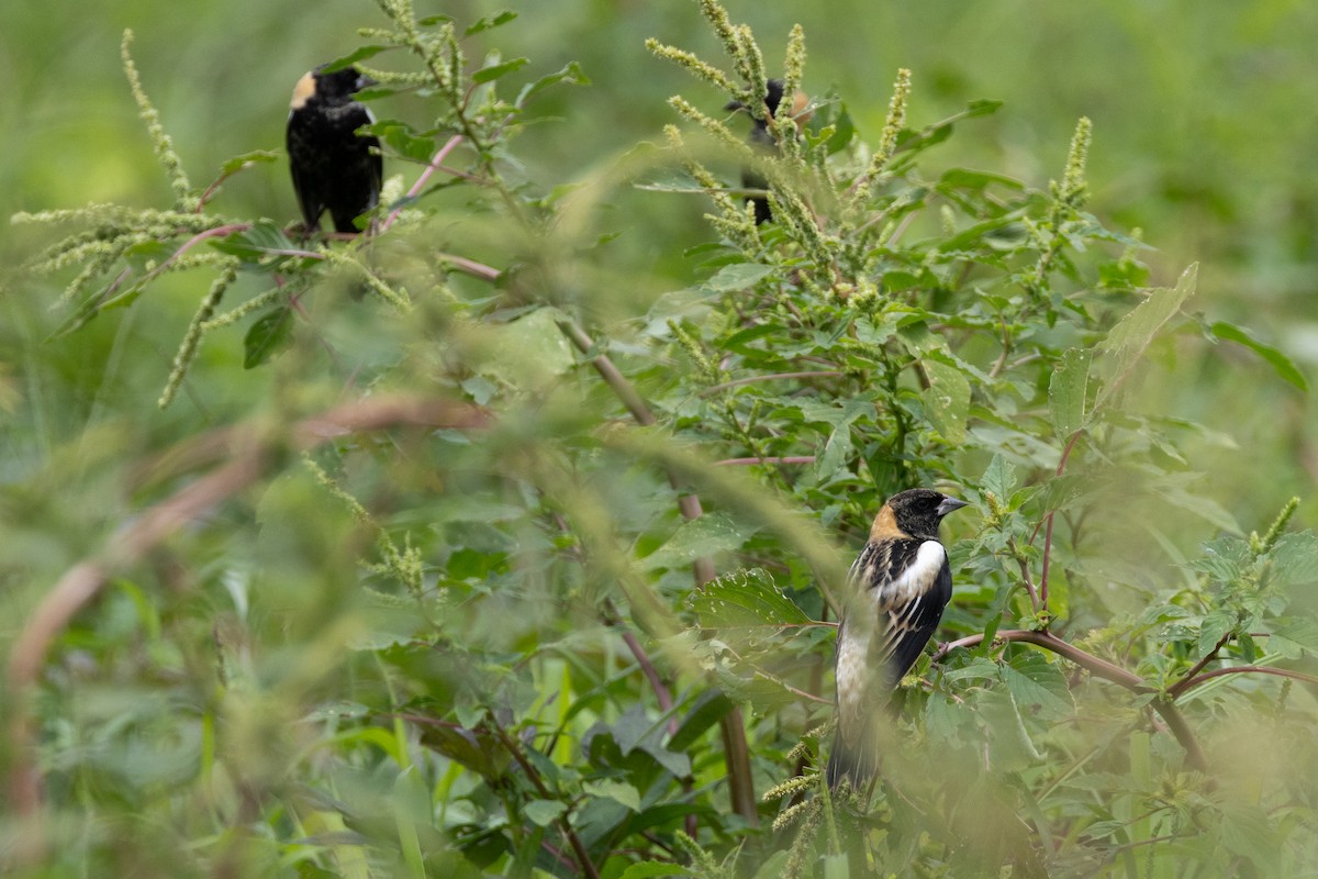 Bobolink - ML611029322