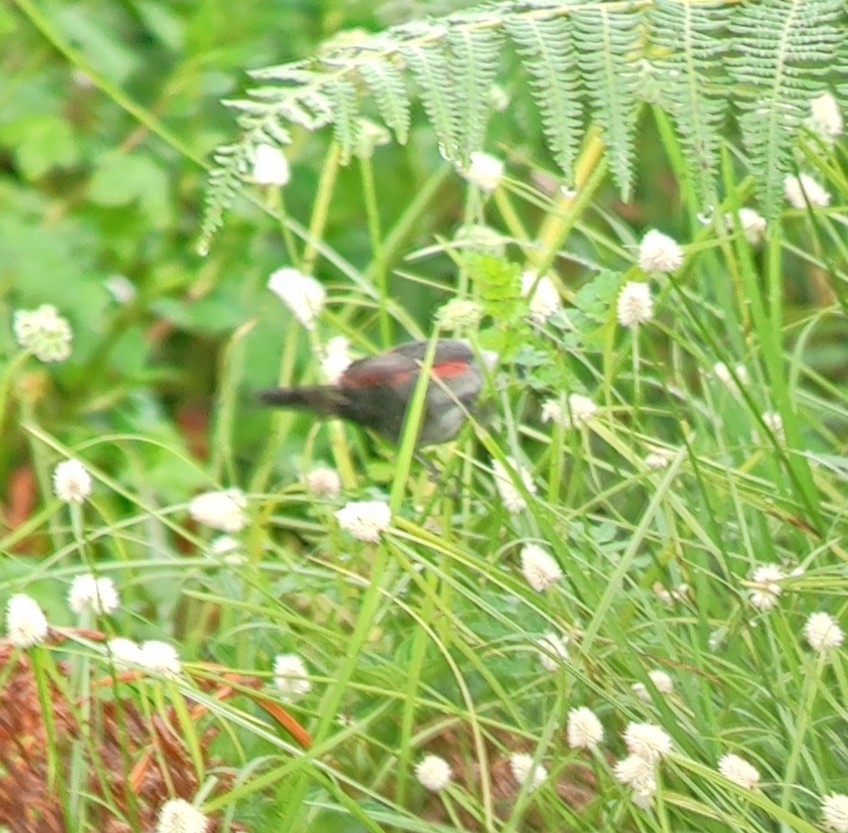 Kandt's Waxbill - ML611029344