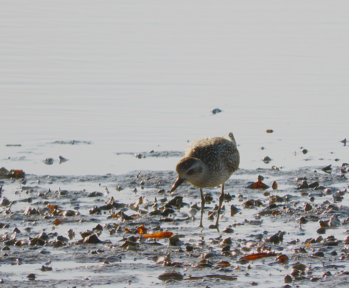 Pacific Golden-Plover - ML611029386