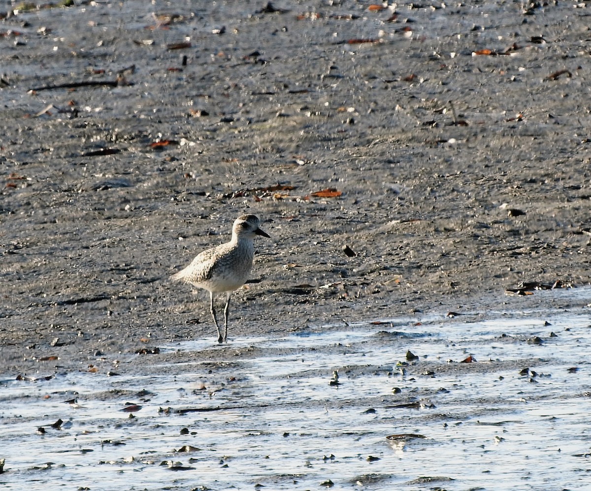 Pacific Golden-Plover - ML611029388