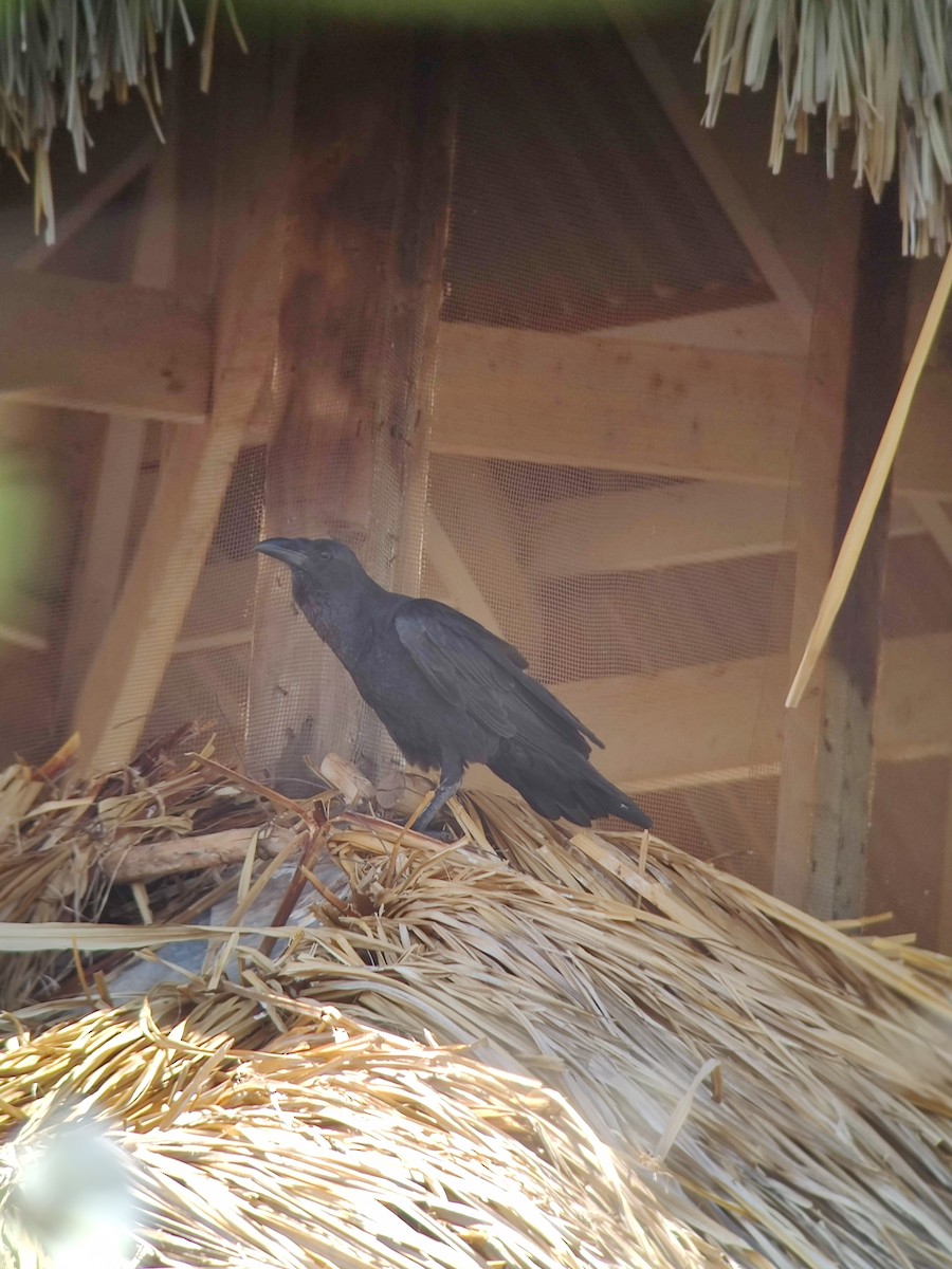 Fan-tailed Raven - ML611029404